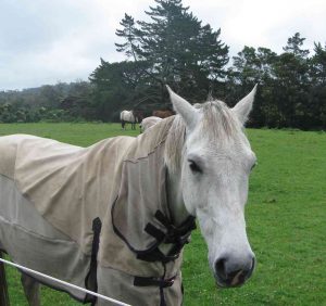 引退馬について考える 馬具 乗馬用品のサジタリアス