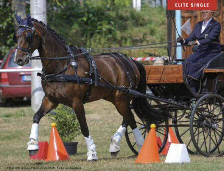 Eliteフル用馬車ハーネスセット